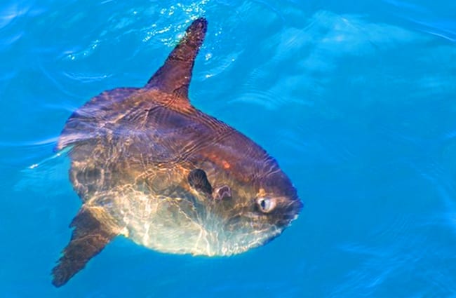 Sunfish in the wild. Photo by: (c) TonoBalaguer www.fotosearch.com