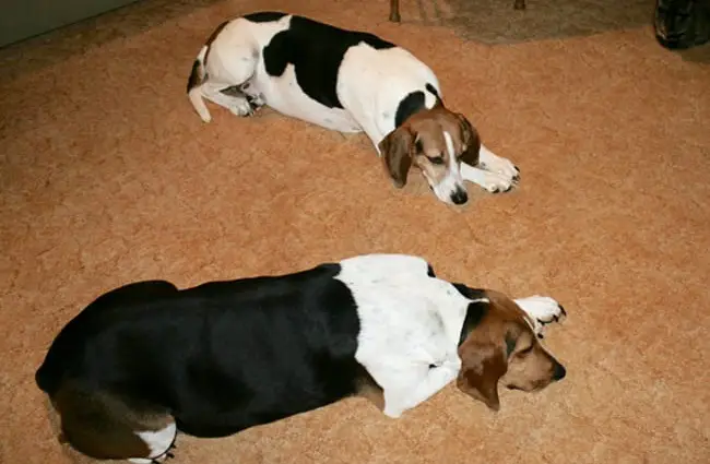Treeing Walker Coonhounds snoozing on the floor Photo by: saiberiac https://creativecommons.org/licenses/by/2.0/