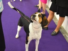 Treeing Walker Coonhound at the dog show
Photo by: Petful www.petful.com