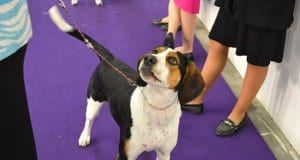 Treeing Walker Coonhound at the dog show
Photo by: Petful www.petful.com