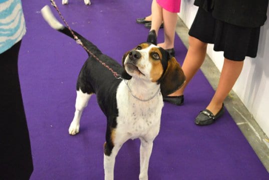 Treeing Walker Coonhound at the dog show
Photo by: Petful www.petful.com