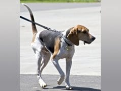 Treeing Walker Coonhound on leash, walkingPhoto by: Jeanhttps://creativecommons.org/licenses/by/2.0/