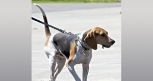 Treeing Walker Coonhound on leash, walkingPhoto by: Jeanhttps://creativecommons.org/licenses/by/2.0/