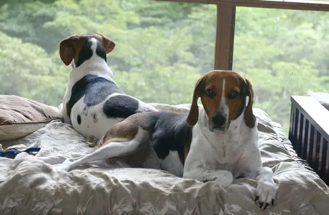 A pair of Treeing Walker Coonhounds lazily guarding their home Photo by: saiberiac https://creativecommons.org/licenses/by/2.0/