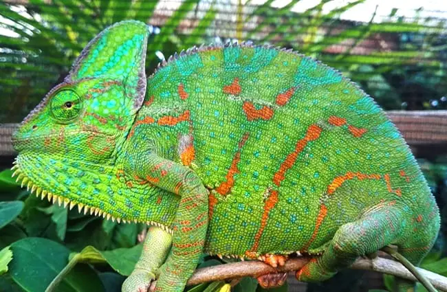 Closeup of a large Veiled Chameleon
