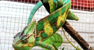 Veiled Chameleon in an aquariumPhoto by: Vaughan Leiberumhttps://creativecommons.org/licenses/by/2.0/