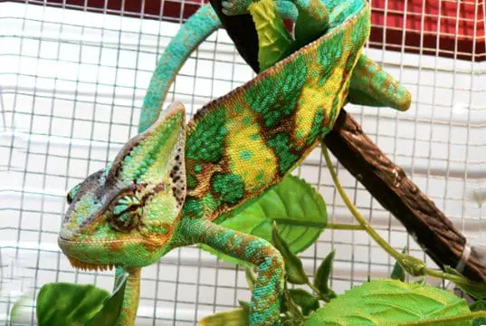 Veiled Chameleon in an aquariumPhoto by: Vaughan Leiberumhttps://creativecommons.org/licenses/by/2.0/