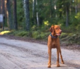 Vizsla Out For An Early Morning Walk