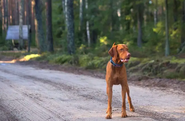 Vizsla out for an early morning walk