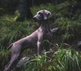Weimaraner On The Trail, Late In The Day.