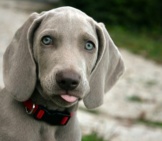 Beautiful Weimaraner Puppy