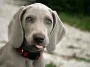 Weimaraner Beautiful Weimaraner puppy