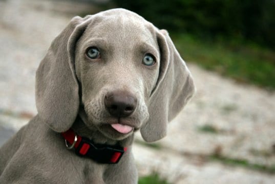 Beautiful Weimaraner puppy