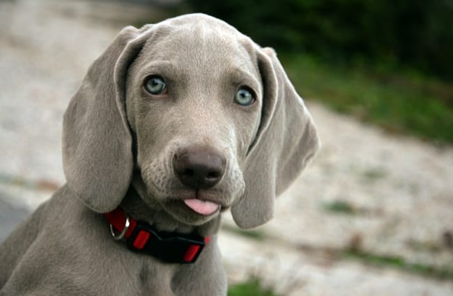 Beautiful Weimaraner puppy
