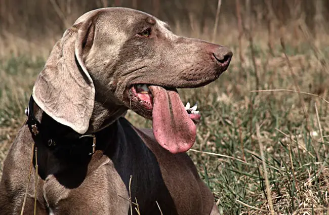 Weimaraner in a field.