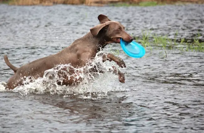 Weimaraner playing in the water.