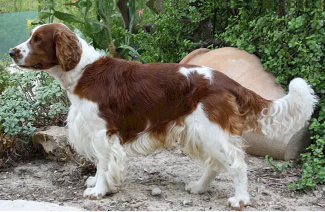 Portrait of a Welsh Springer Spaniel