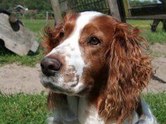 Closeup of a Welsh Springer Spaniel
