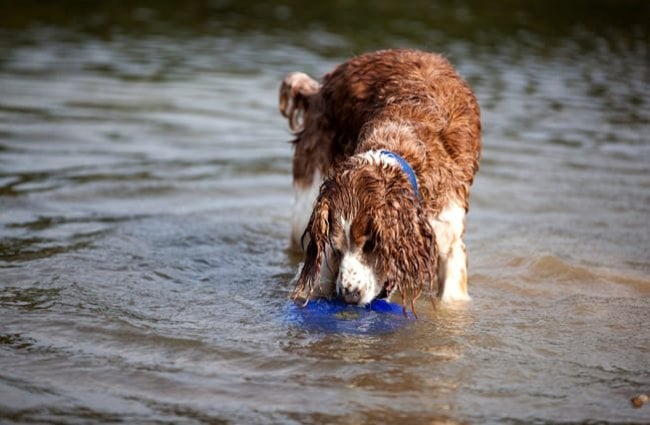 Welsh Springer Spaniel with his frisbee in the water
