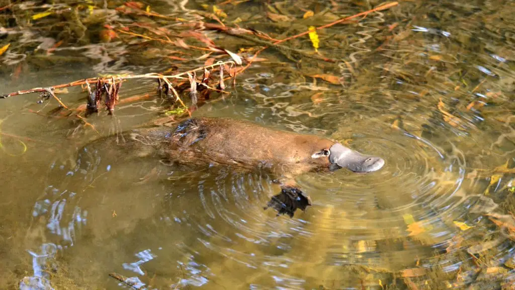 https://upload.wikimedia.org/wikipedia/commons/e/e0/Wild_Platypus_4.jpg