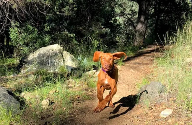 Vizsla puppy ready to fly with those ears!