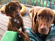 A pair of Vizslas posing for a photo, vizsla puppy