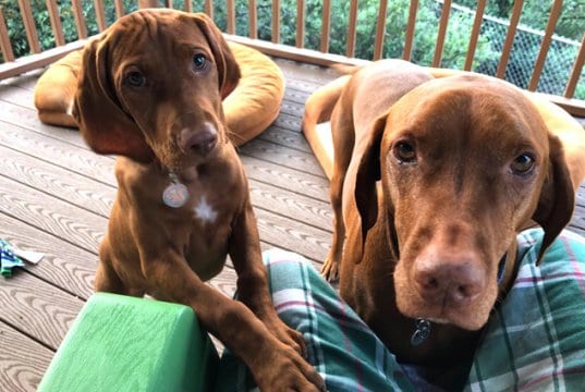 A pair of Vizslas posing for a photo, vizsla puppy