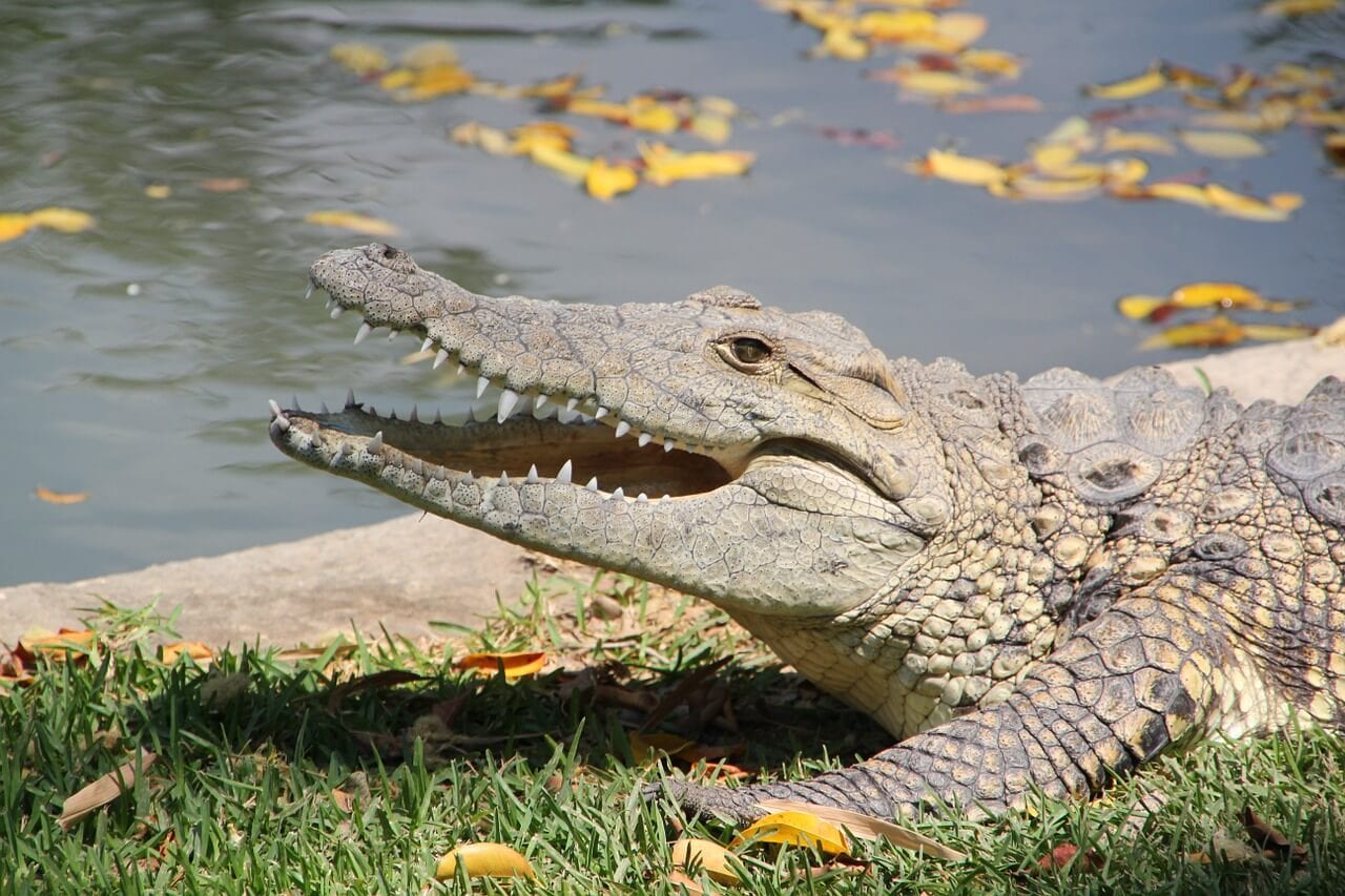 https://pixabay.com/en/animal-crocodile-zoo-danger-croc-837008/