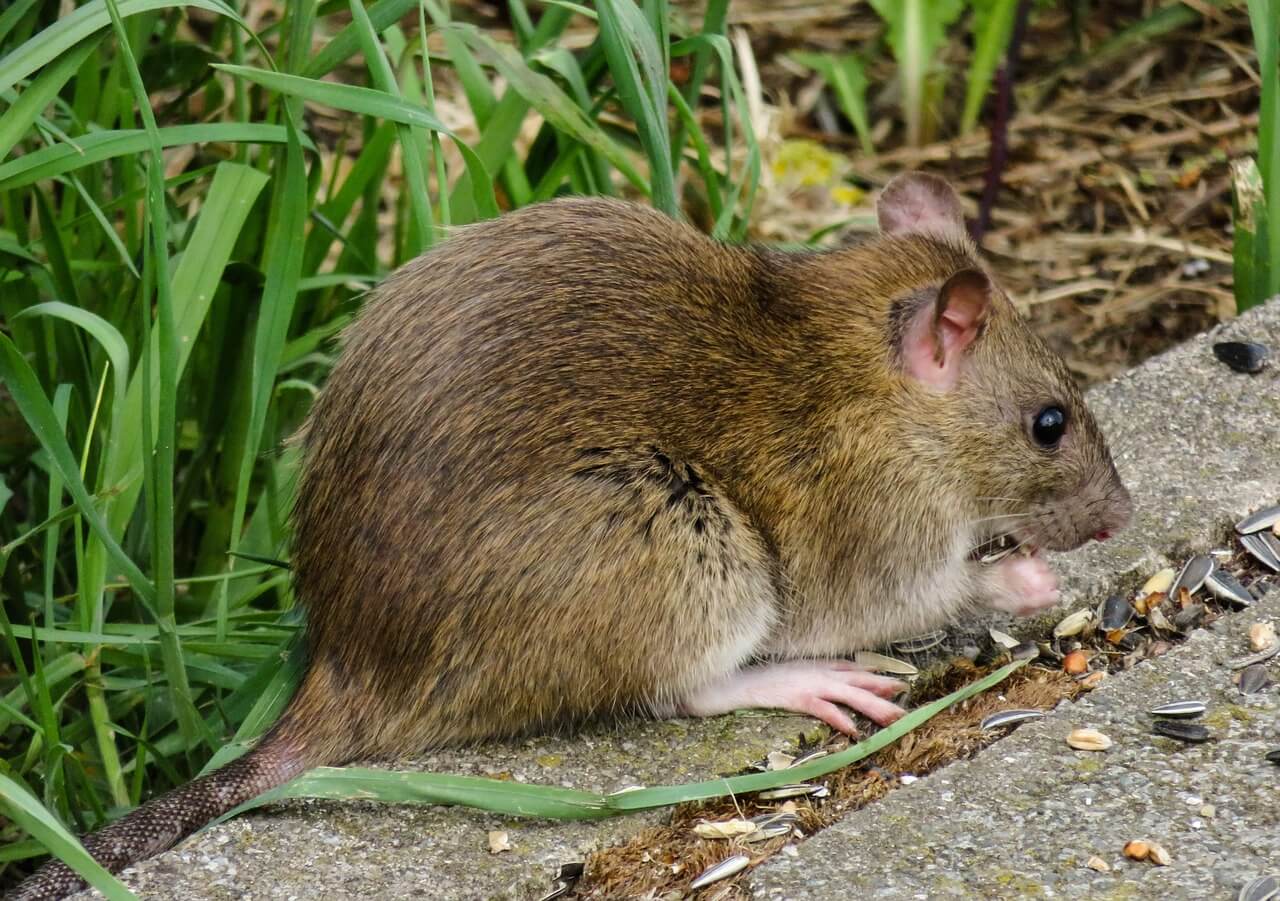 https://pixabay.com/en/animal-world-nager-rat-brown-3552300/