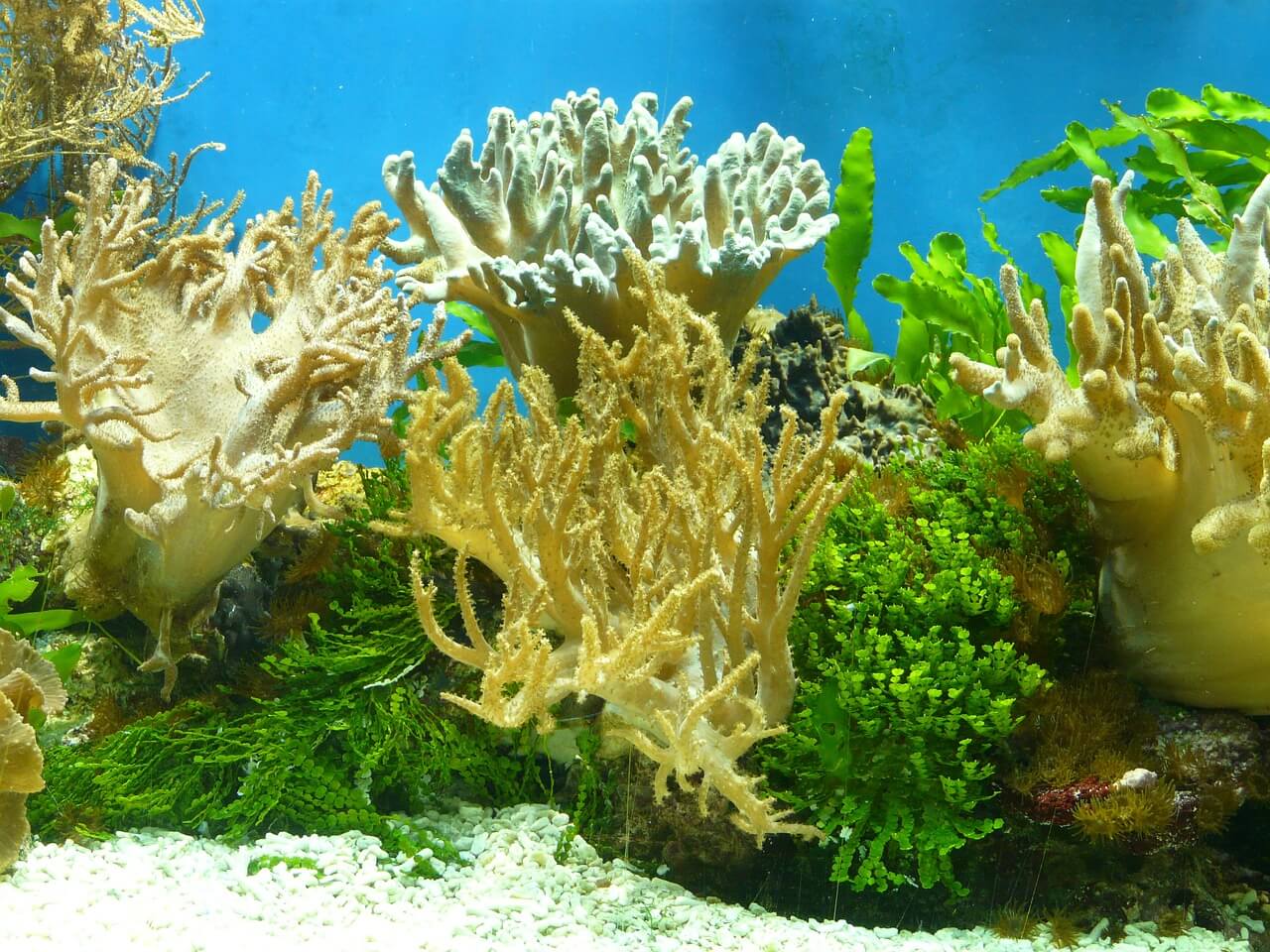 https://pixabay.com/en/aquarium-coral-water-colorful-53993/