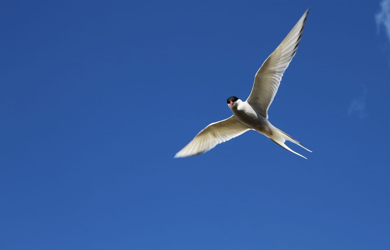 https://pixabay.com/en/arctic-tern-tern-bird-flight-2587391/