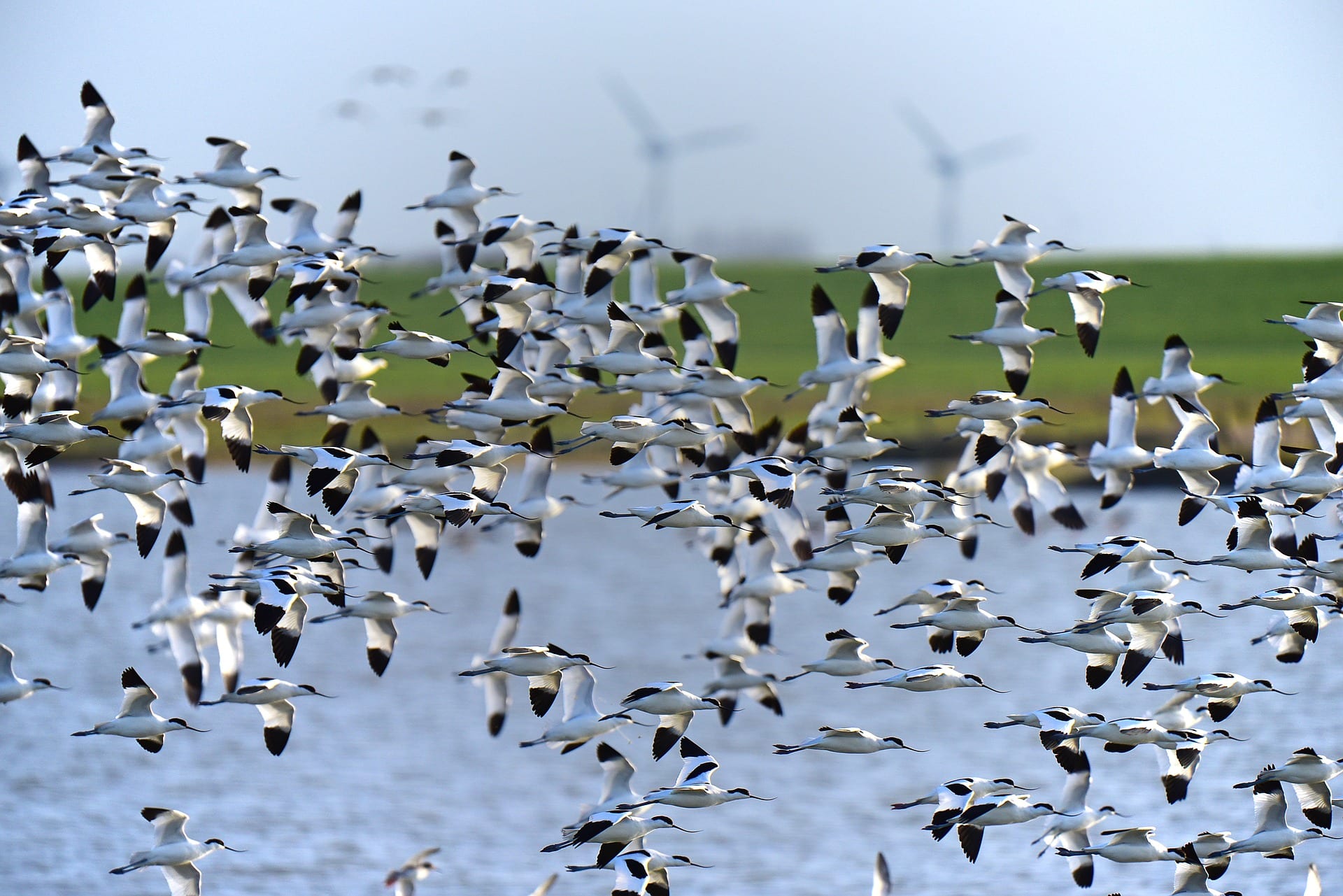 https://pixabay.com/en/avocet-north-sea-bird-migration-1773758/