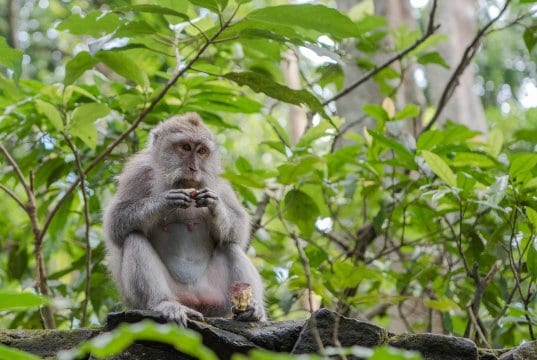 https://pixabay.com/en/balinese-long-tailed-macaque-macaque-3541057/
