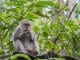 https://pixabay.com/en/balinese-long-tailed-macaque-macaque-3541057/