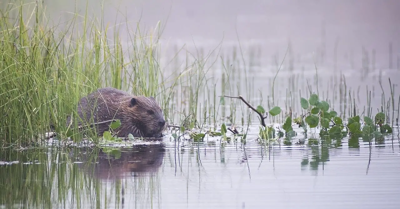 https://pixabay.com/en/beaver-rodent-animal-wildlife-1550270/