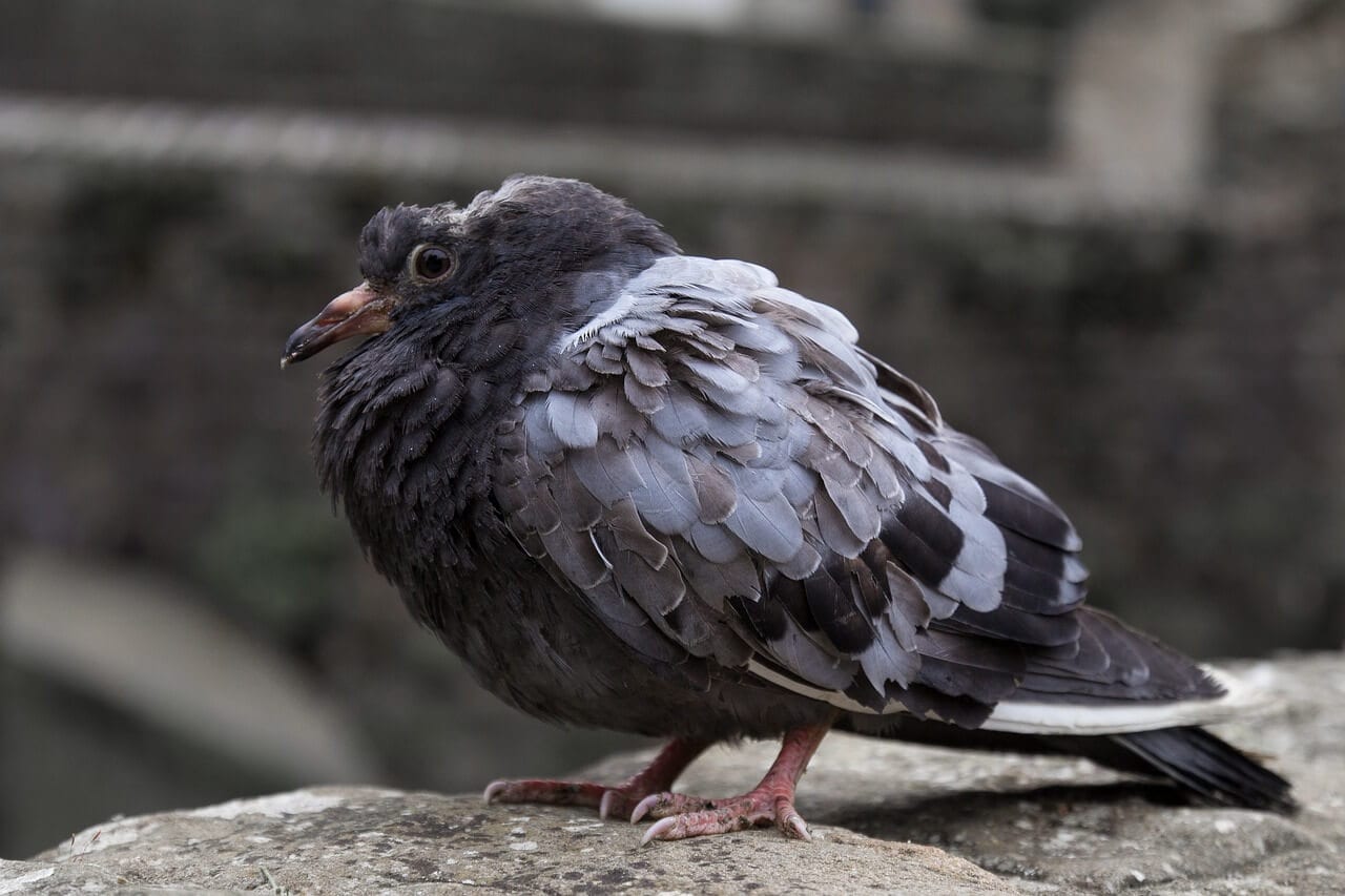 https://pixabay.com/en/bird-dove-sick-bird-sick-pigeon-1432228/