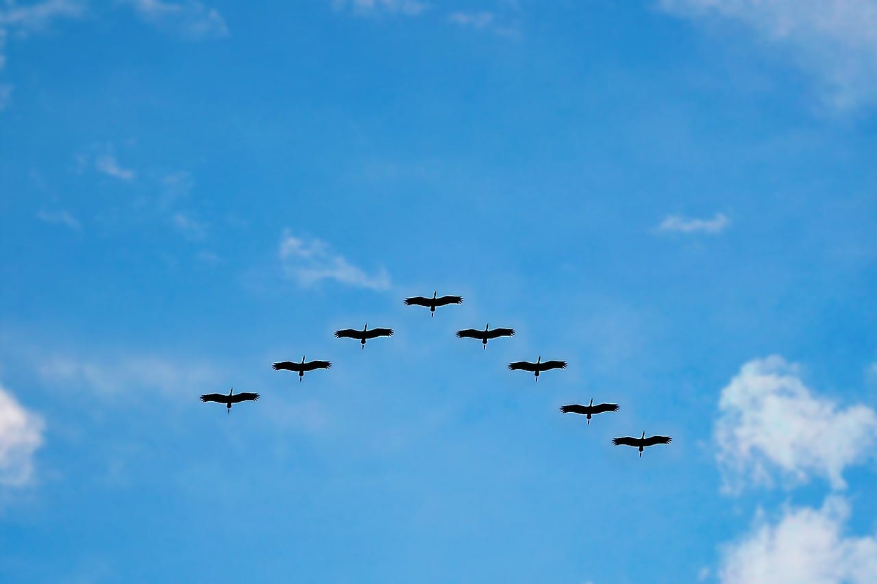 https://pixabay.com/en/birds-high-fly-flying-migrating-216827/