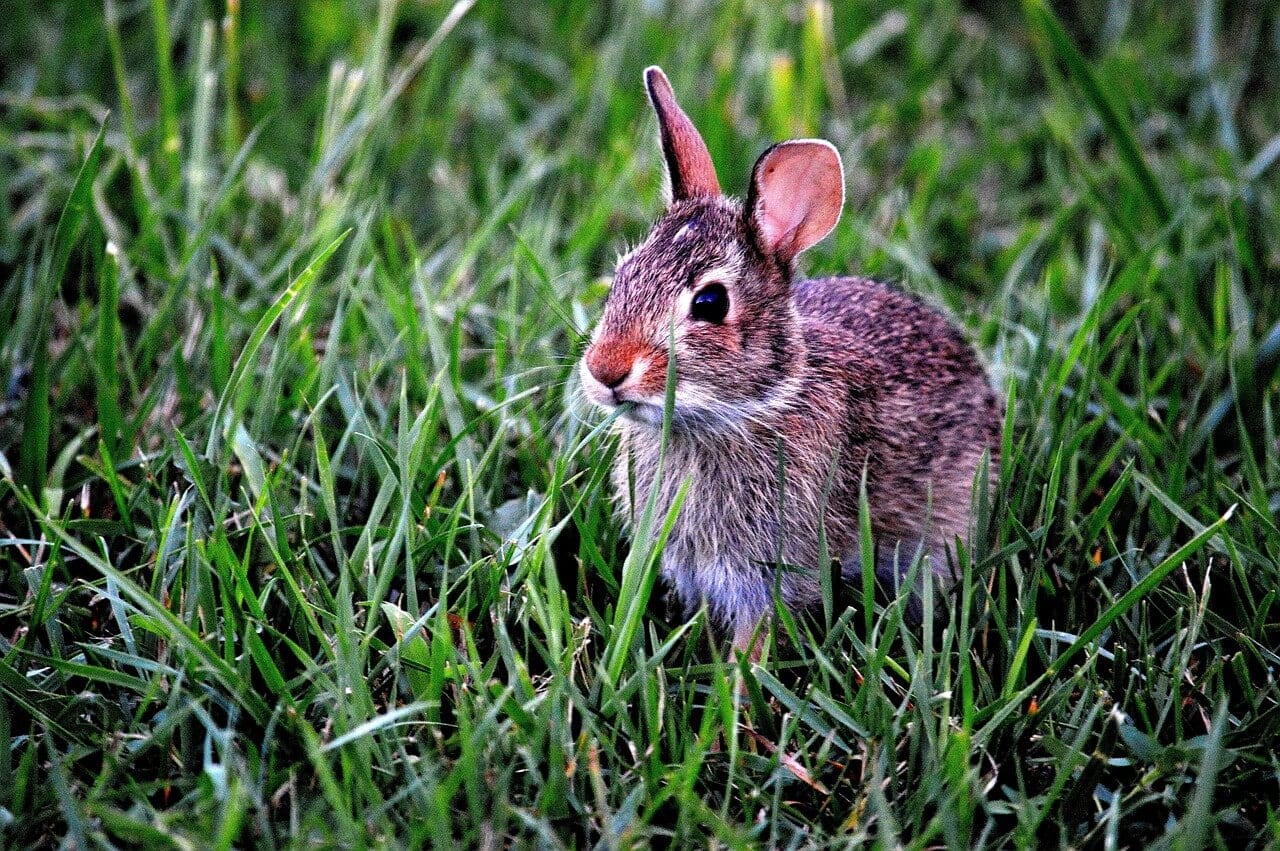 https://pixabay.com/en/bunny-rabbit-mammal-cute-animal-183301/