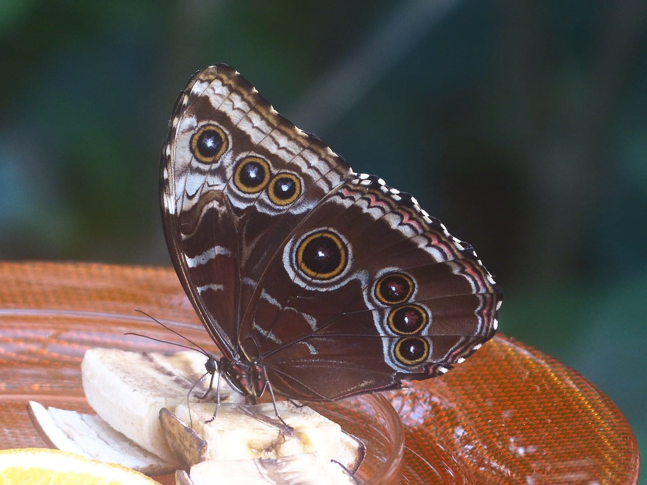 Mimicry: Deception Helps Many Animals Survive in the Natural World