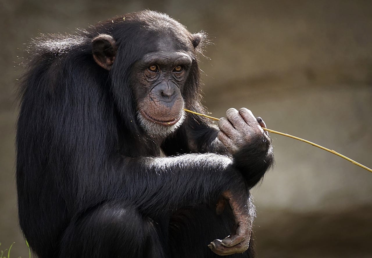 https://pixabay.com/en/chimpanzee-monkey-ape-mammal-zoo-3703230/