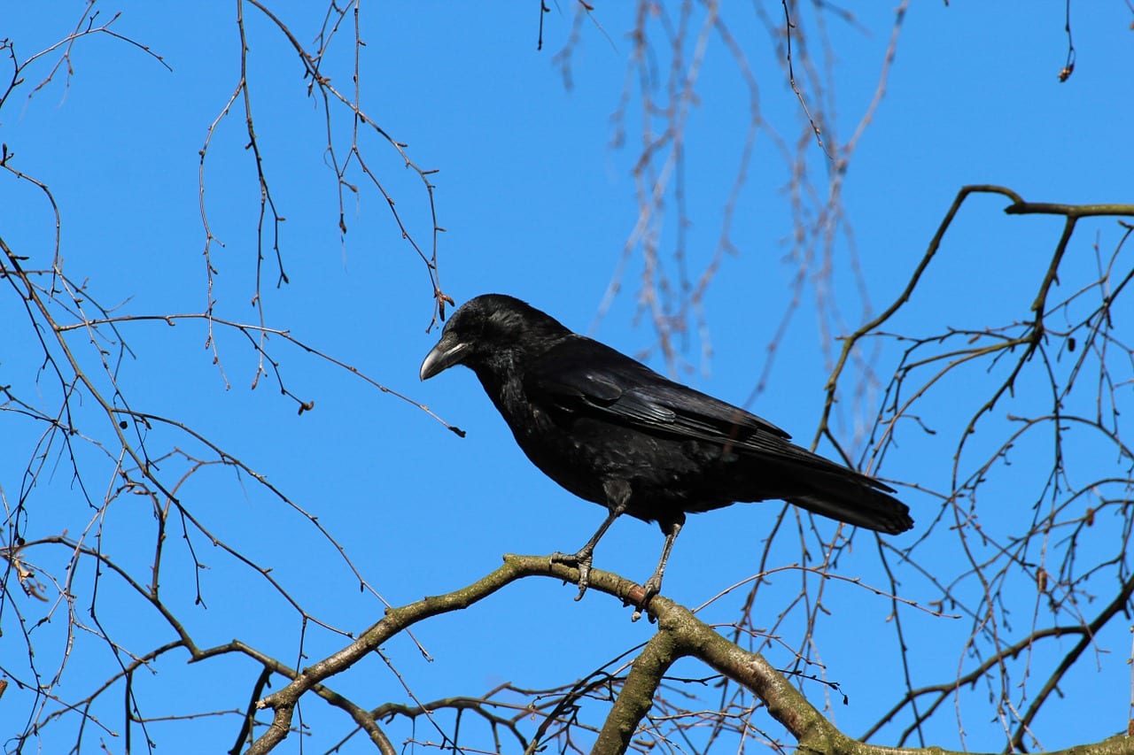 https://pixabay.com/en/crow-corvus-frugilegus-rook-284491/