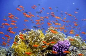 https://pixabay.com/en/diving-underwater-reef-coral-694689/