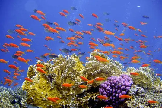https://pixabay.com/en/diving-underwater-reef-coral-694689/