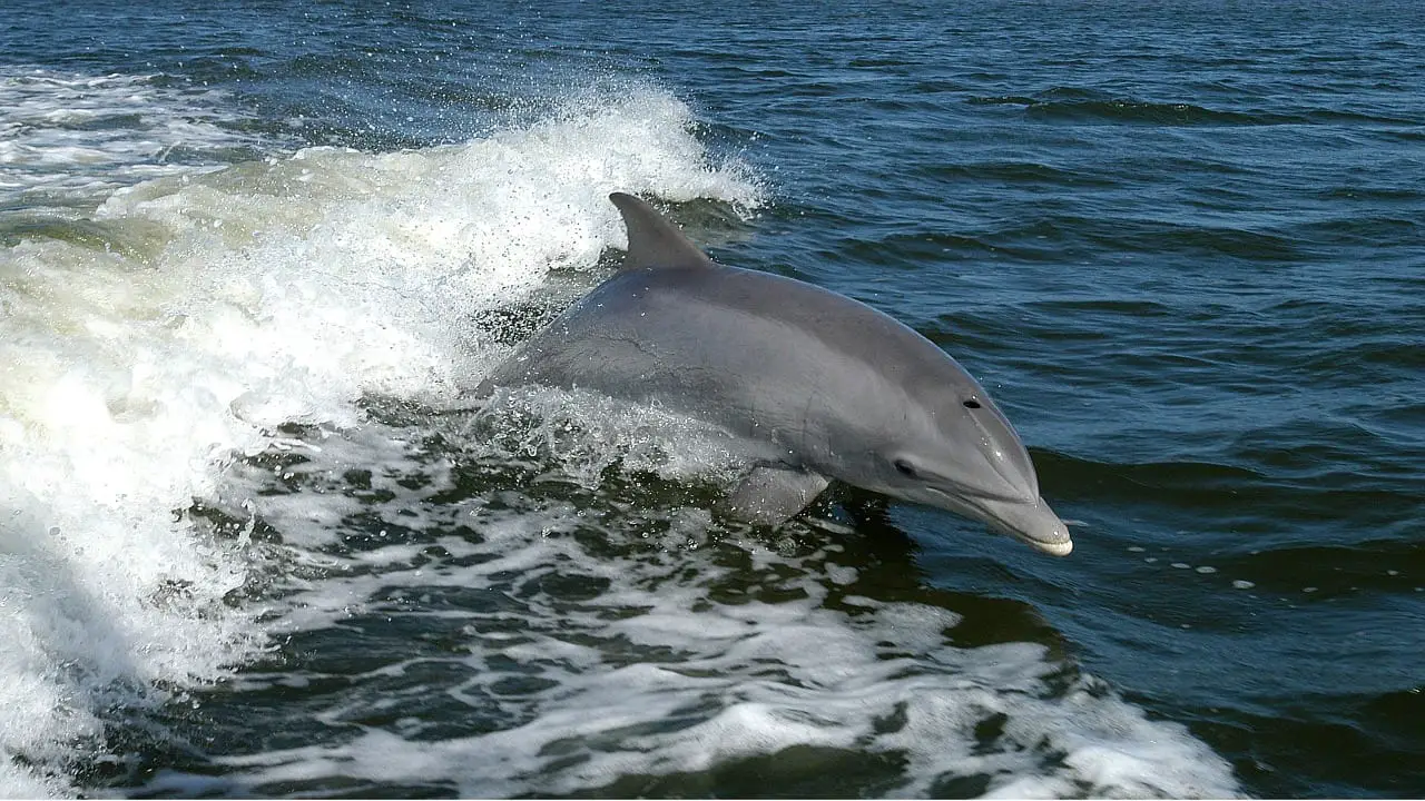 https://pixabay.com/en/dolphin-ocean-waves-jump-1167996/
