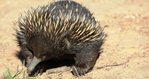 https://pixabay.com/en/echidna-australia-animal-marsupial-2855918/