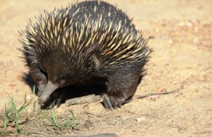 https://pixabay.com/en/echidna-australia-animal-marsupial-2855918/