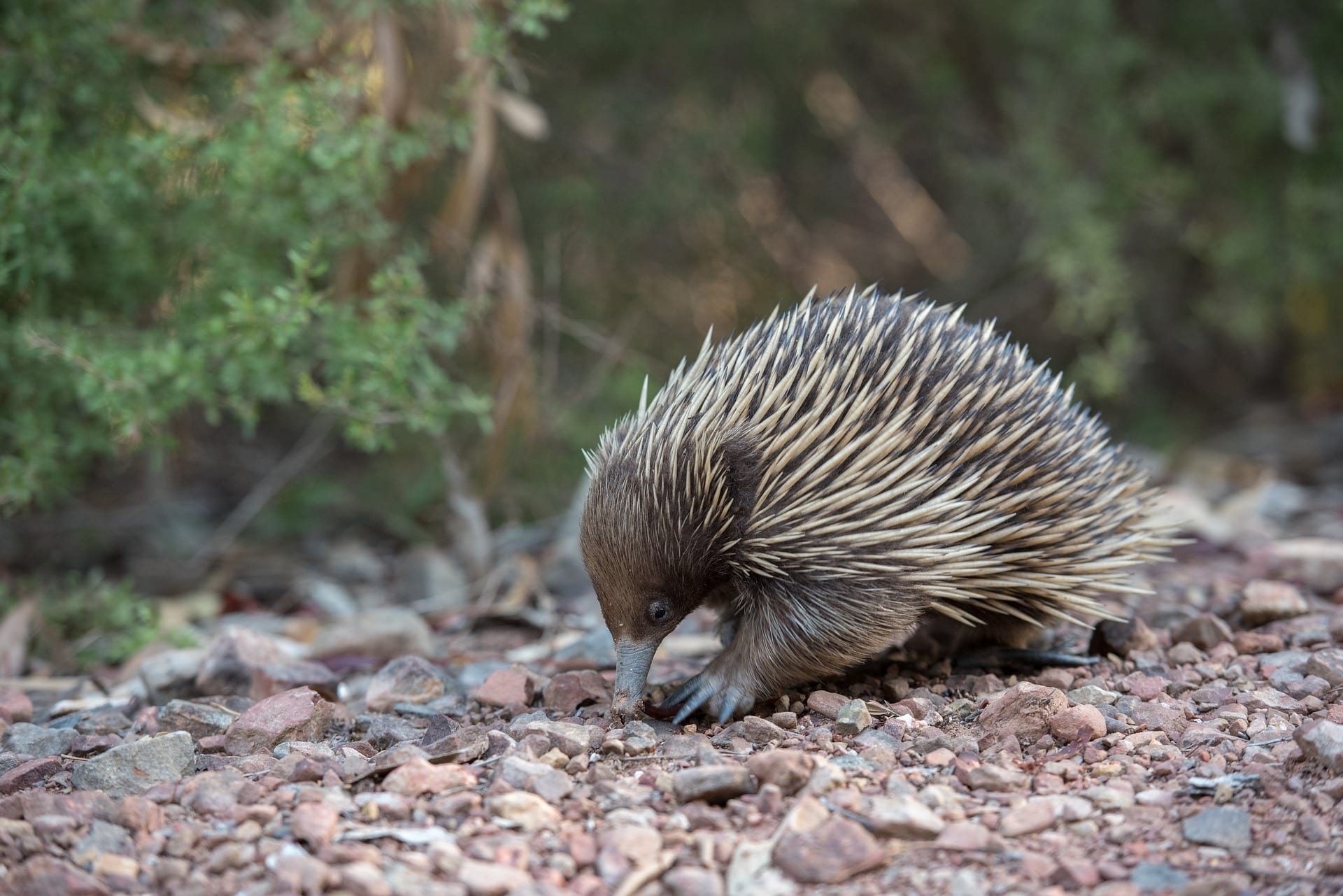 https://pixabay.com/en/echidna-monotreme-mammal-3289503/