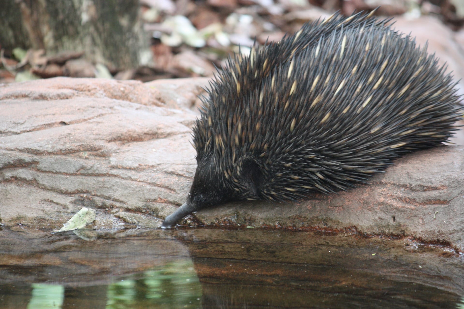 https://pixabay.com/en/echidna-australia-wildlife-spikes-950006/