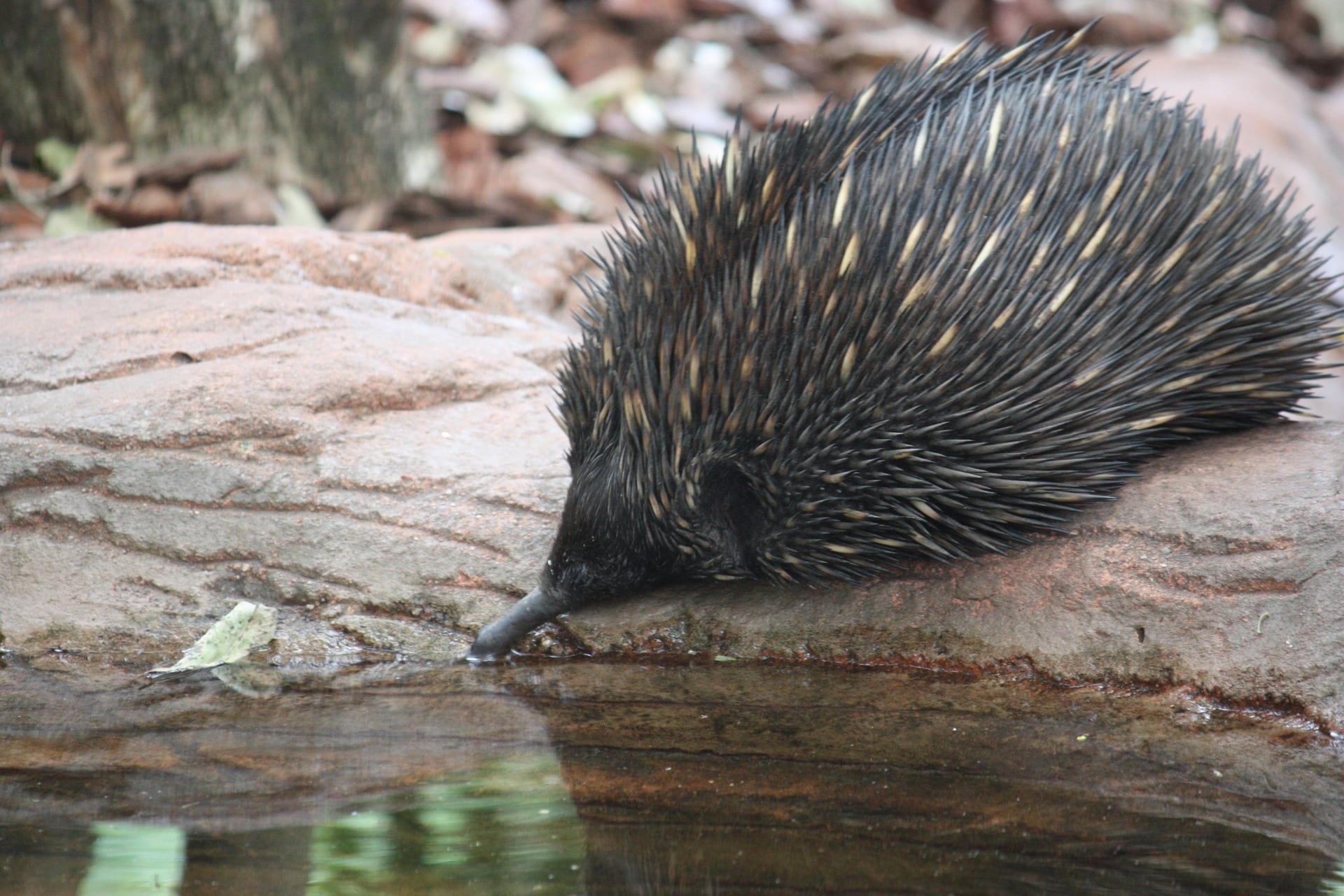 monotremes mammals