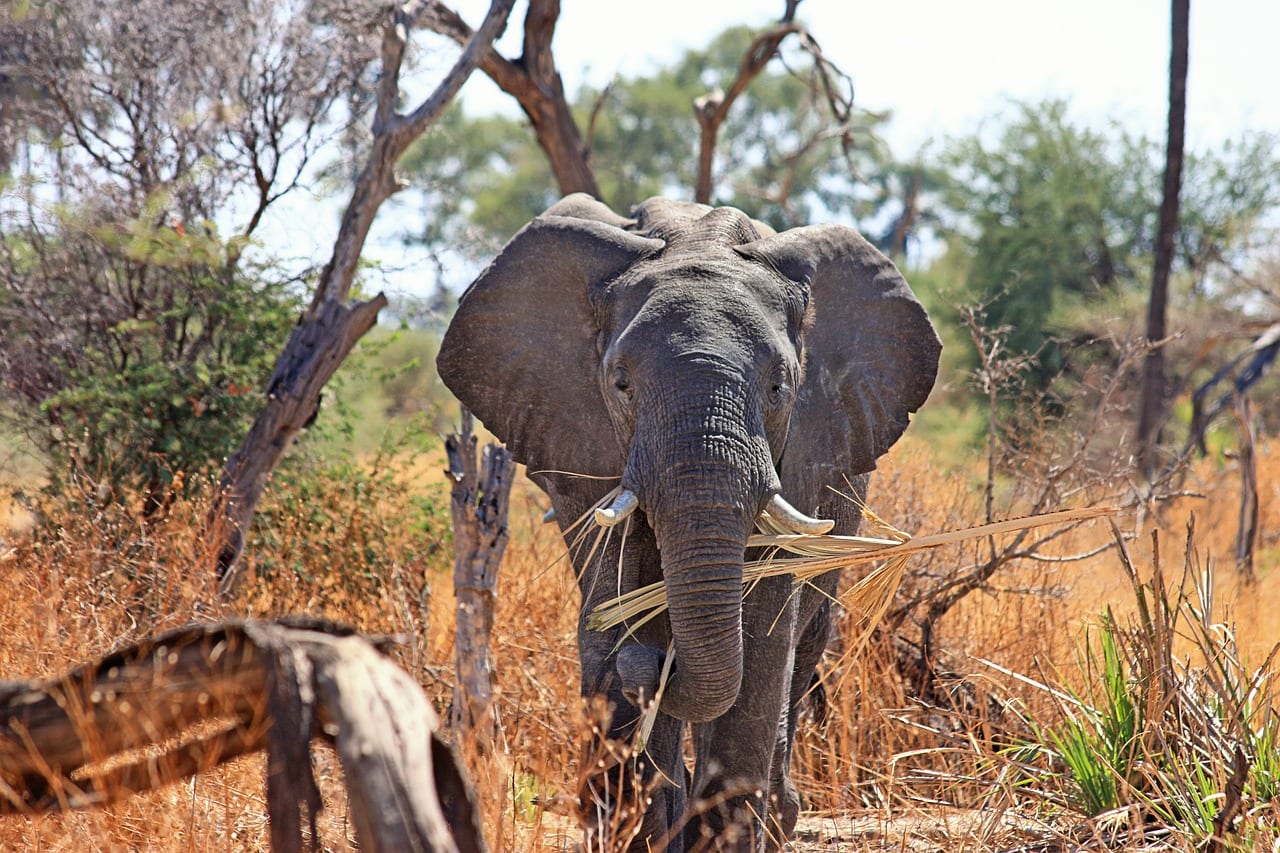 https://pixabay.com/en/elephant-animal-proboscis-safari-518186/